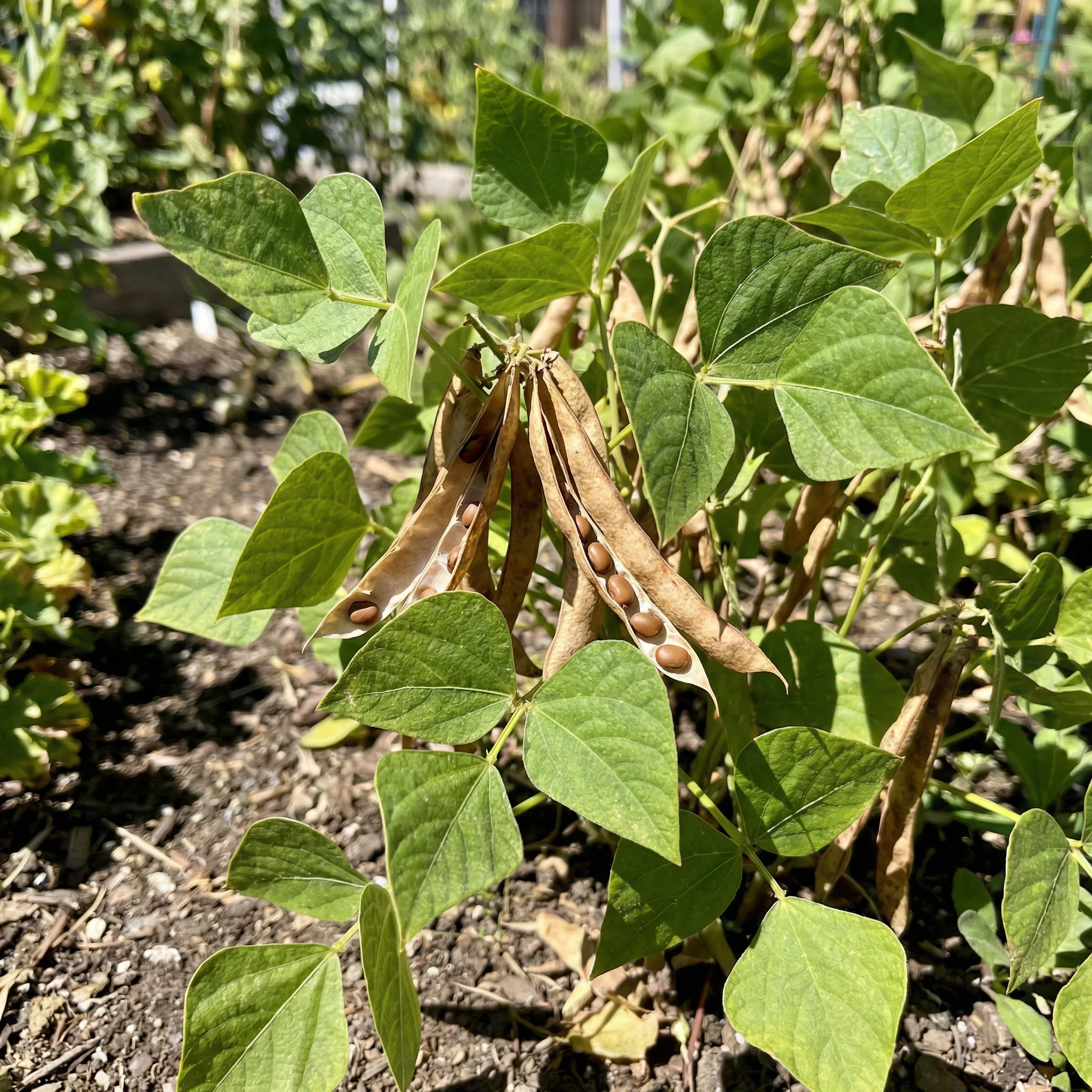 Brown Tepary Bean Vegetable Seeds – Non-GMO Heirloom Garden Seeds - Image 3