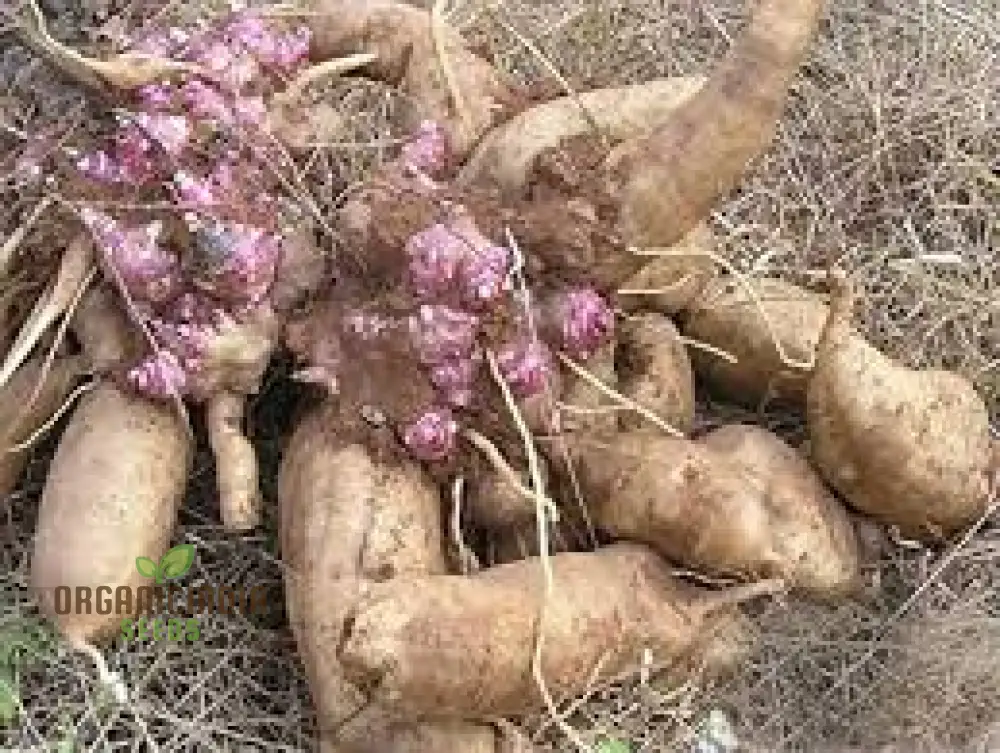 Brown Yukon seeds Fresh Yukon seeds 100pcs Yukon seeds