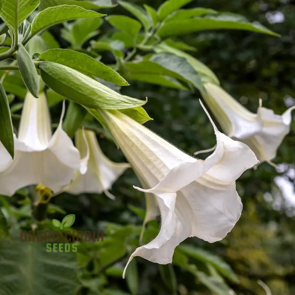 Brugmansia Arborea (Alba) Seeds For Planting, Fragrant Blooms for Your Garden Oasis - Image 2