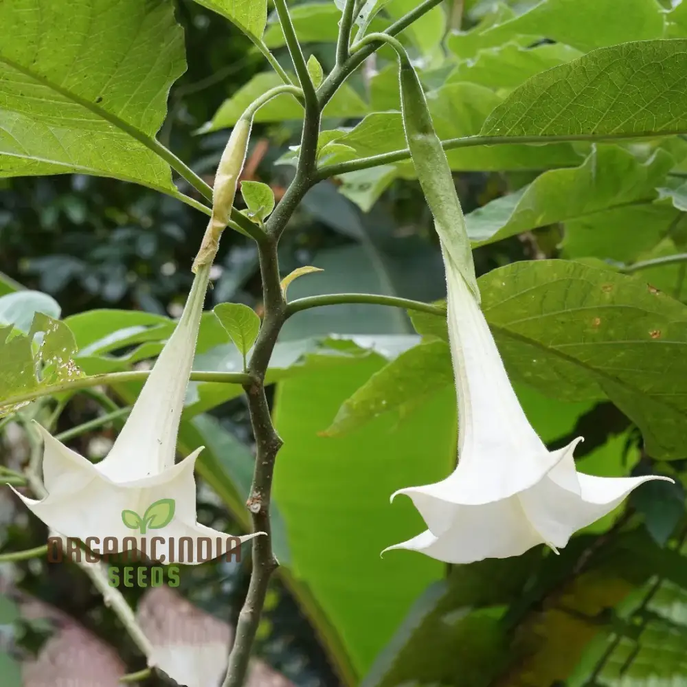 Brugmansia Arborea (Alba) Seeds For Planting, Fragrant Blooms for Your Garden Oasis - Image 3