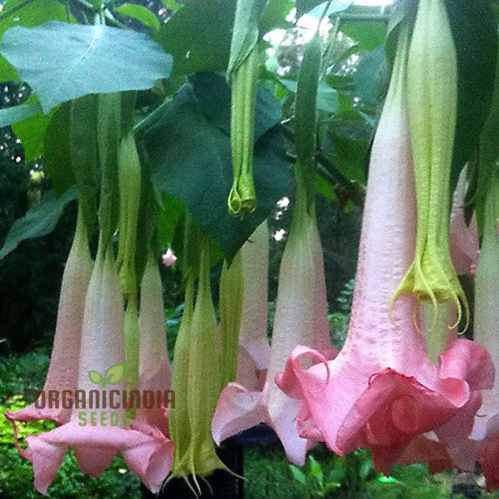 Brugmansia 'Ecuador Pink' Seeds For Planting, Enhance Your Garden with Unique Blooms