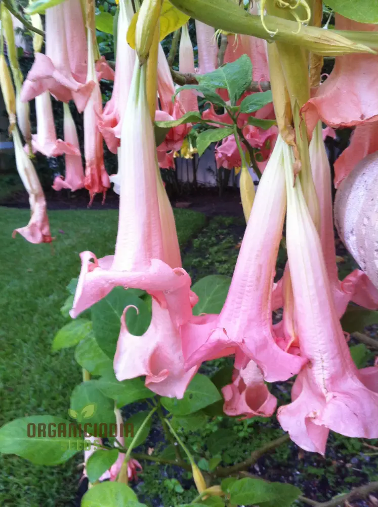 Brugmansia 'Ecuador Pink' Seeds For Planting, Enhance Your Garden with Unique Blooms - Image 2