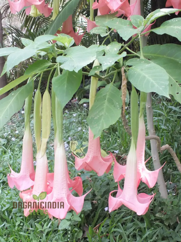 Brugmansia 'Ecuador Pink' Seeds For Planting, Enhance Your Garden with Unique Blooms - Image 3