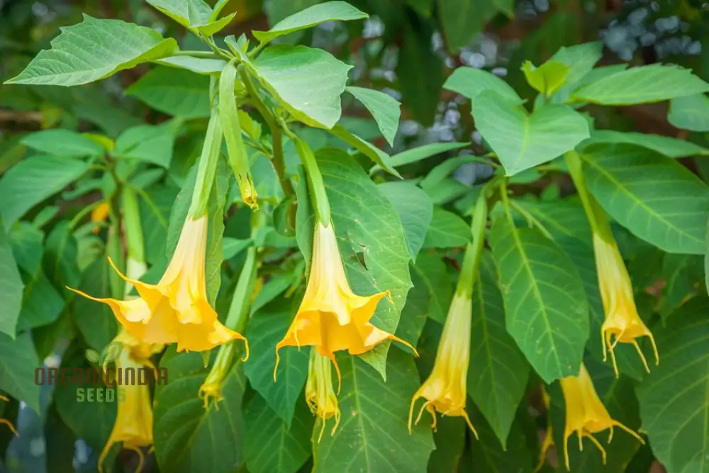 Brugmansia Sanguinea 'Aurea' Seeds For Planting, Illuminate Your Garden with Golden Beauty!