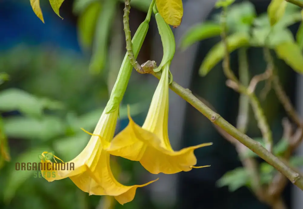 Brugmansia Sanguinea 'Aurea' Seeds For Planting, Illuminate Your Garden with Golden Beauty! - Image 3