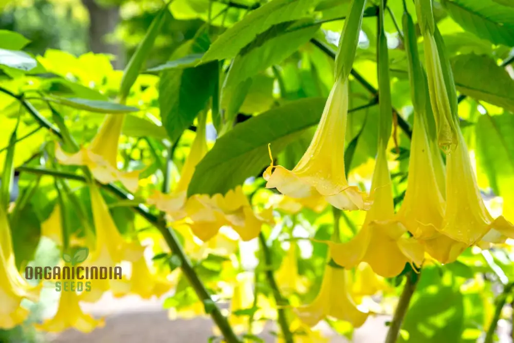 Brugmansia Sanguinea 'Aurea' Seeds For Planting, Illuminate Your Garden with Golden Beauty! - Image 4
