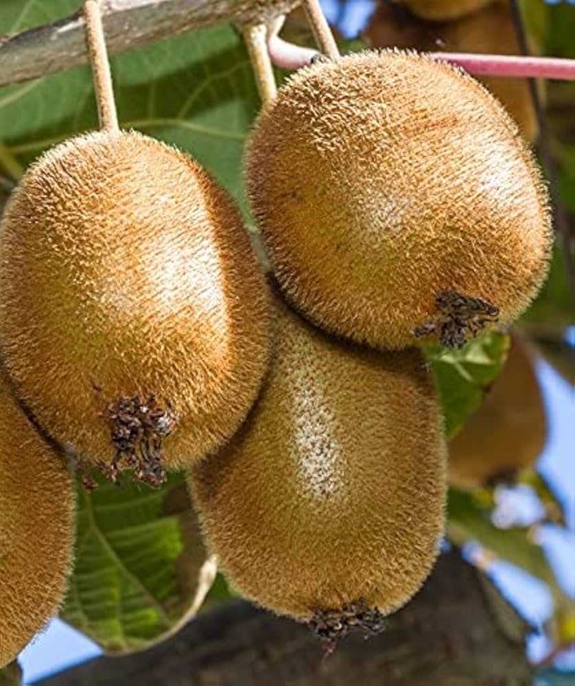 Bruno Kiwi Seeds for Planting – Grow Sweet & Hardy Kiwi Fruits - Image 2