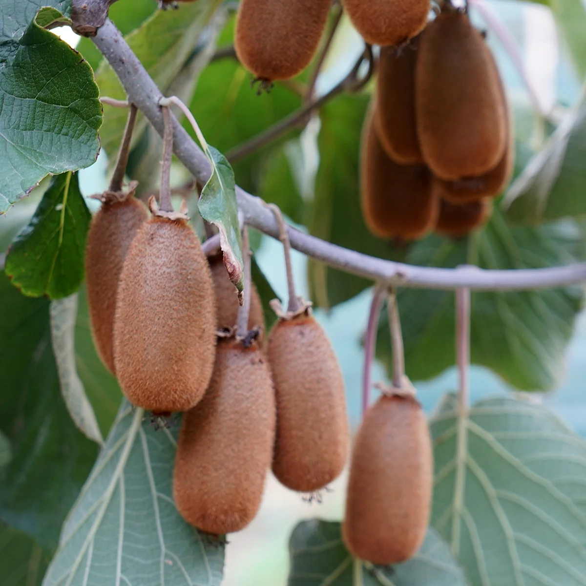 Bruno Kiwi Seeds for Planting – Grow Sweet & Hardy Kiwi Fruits - Image 3