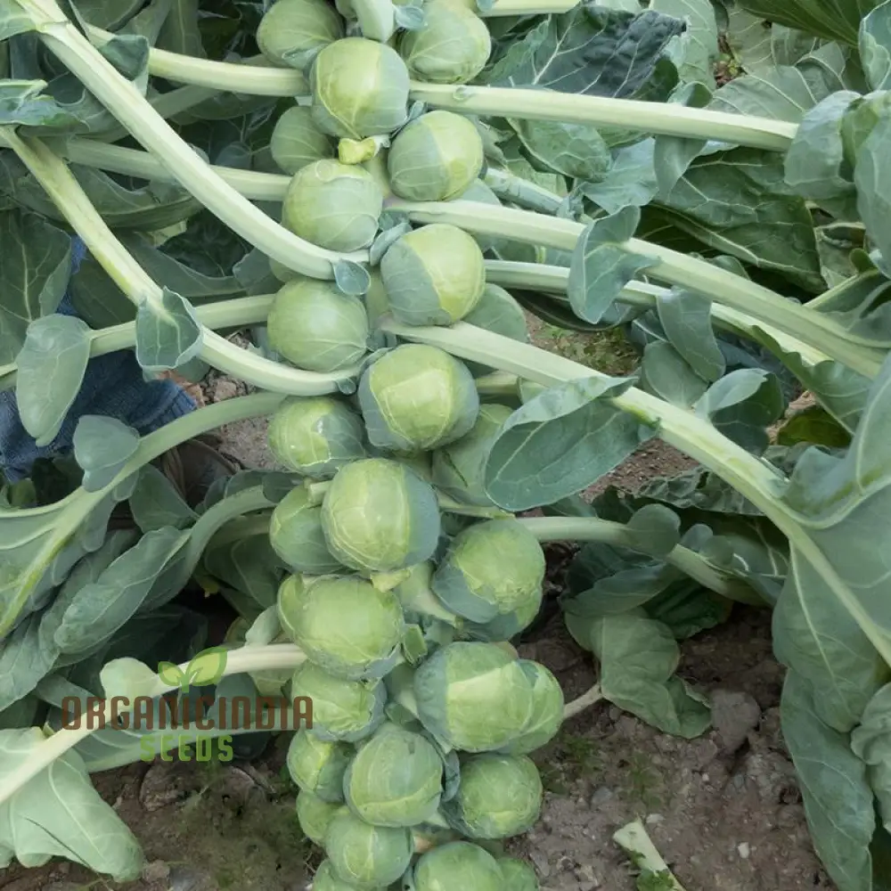 Brussels Sprout Brest F1 Seeds For Planting, High-Yielding Vegetable Seeds for Delicious and Nutritious Brussels Sprouts