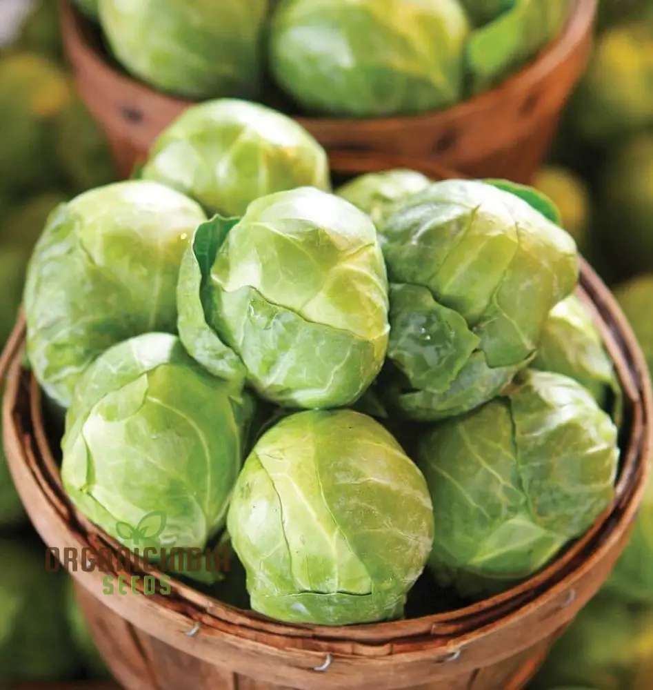 Brussels Sprout Brest F1 Seeds For Planting, High-Yielding Vegetable Seeds for Delicious and Nutritious Brussels Sprouts - Image 3