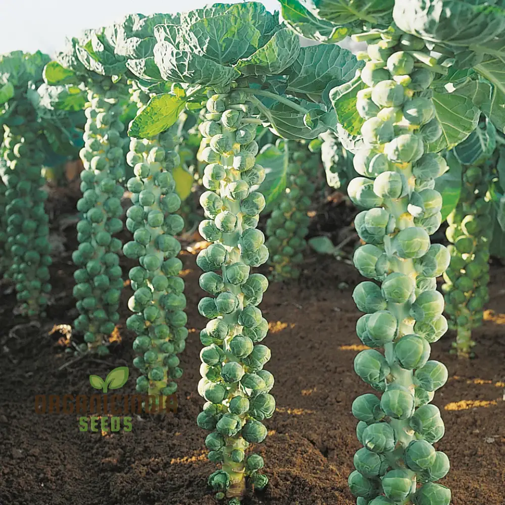 Brussels Sprout Brest F1 Seeds For Planting, High-Yielding Vegetable Seeds for Delicious and Nutritious Brussels Sprouts - Image 4