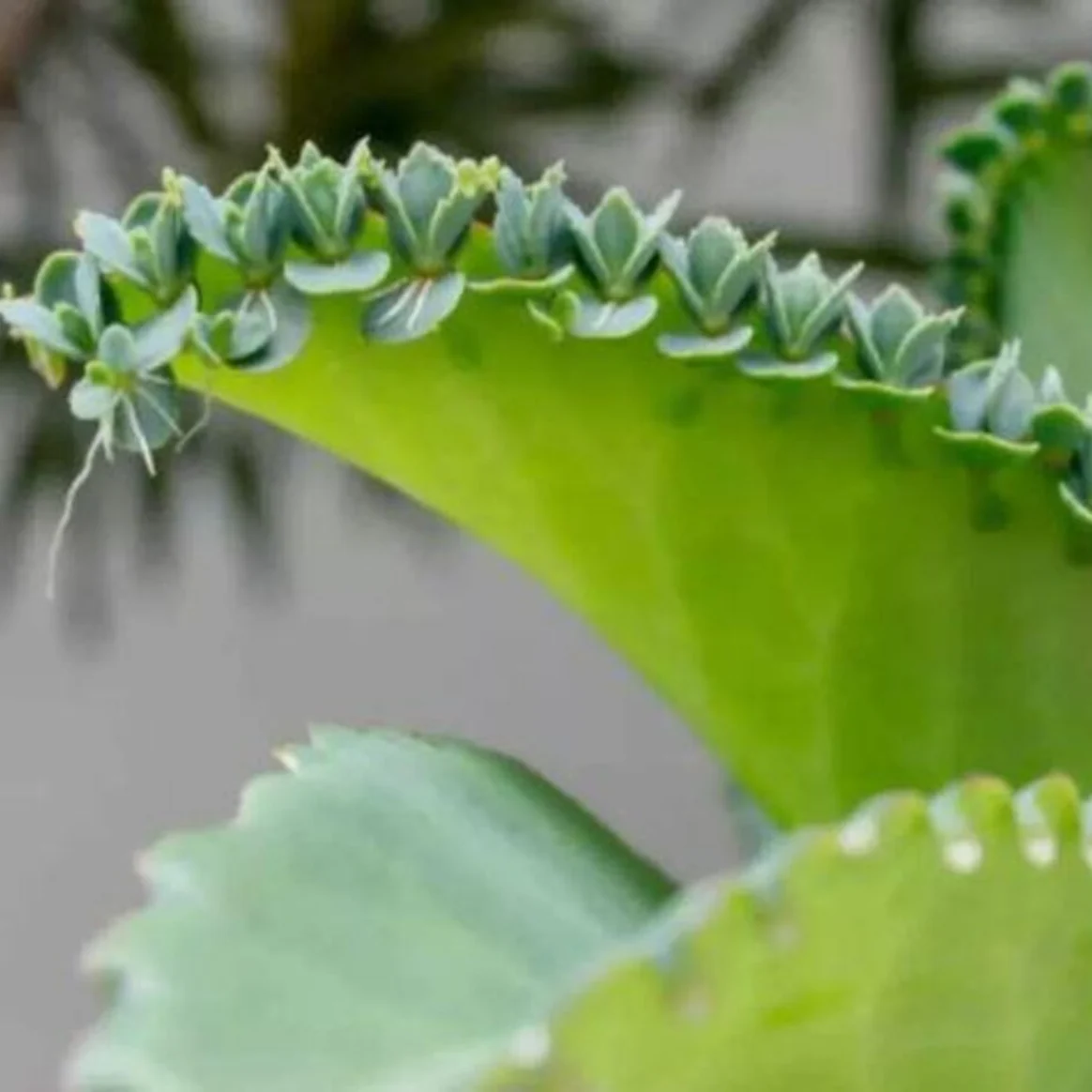 Bryophyllum Pinnatum Seeds, Kalanchoe Pinnata Seeds, Air plant Seeds, Miracle Leaf seeds, Mother of Thousands Seeds - Image 3