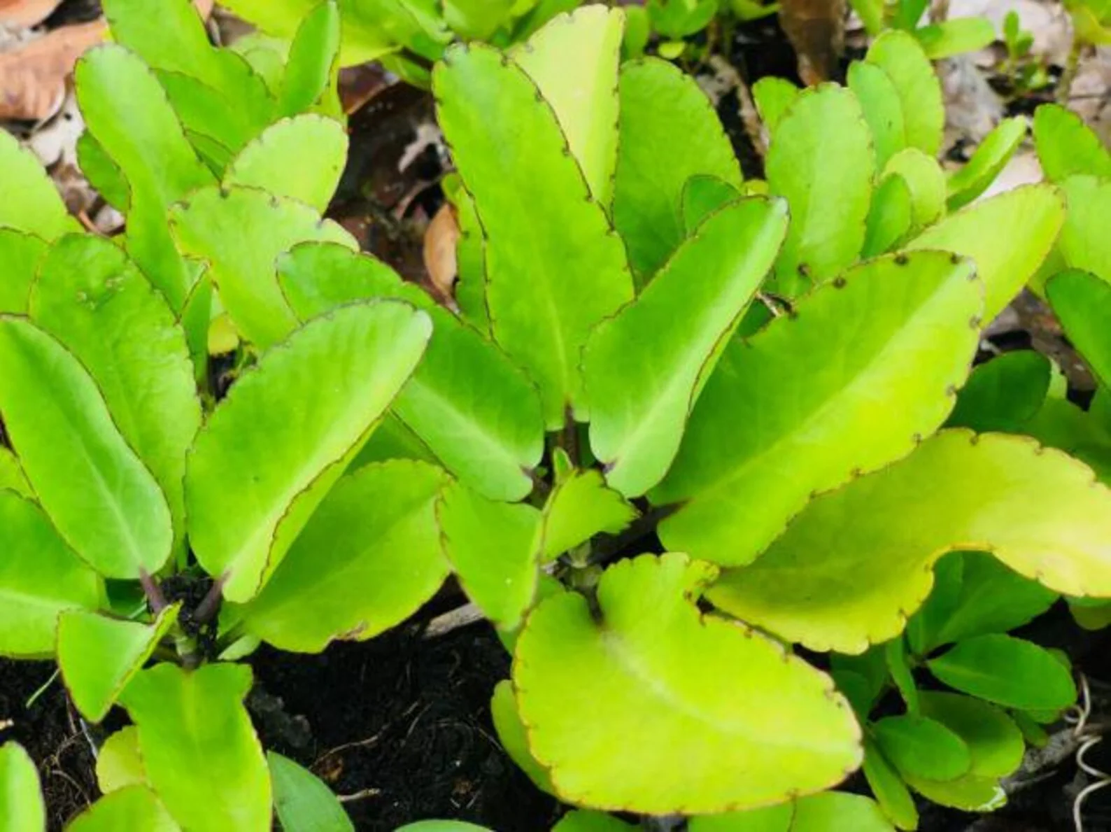 Bryophyllum Pinnatum Seeds, Kalanchoe Pinnata Seeds, Air plant Seeds, Miracle Leaf seeds, Mother of Thousands Seeds - Image 5