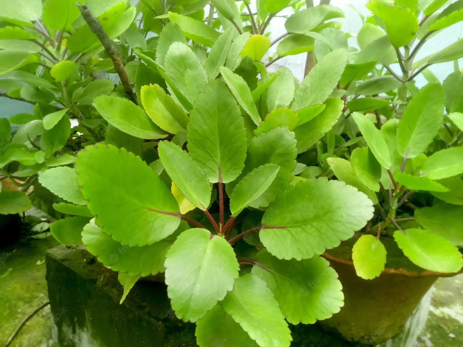 Bryophyllum Pinnatum Seeds, Kalanchoe Pinnata Seeds, Air plant Seeds, Miracle Leaf seeds, Mother of Thousands Seeds - Image 6