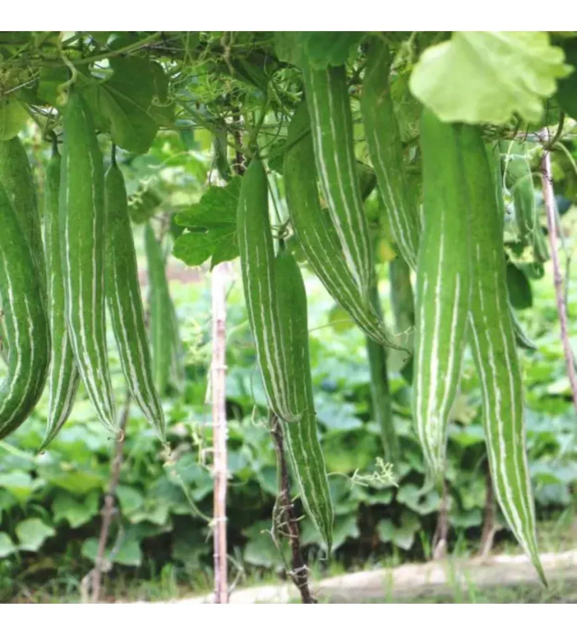 BUAG NGU NAGA Snake Serpent Gourd Seeds for Planting - Image 5