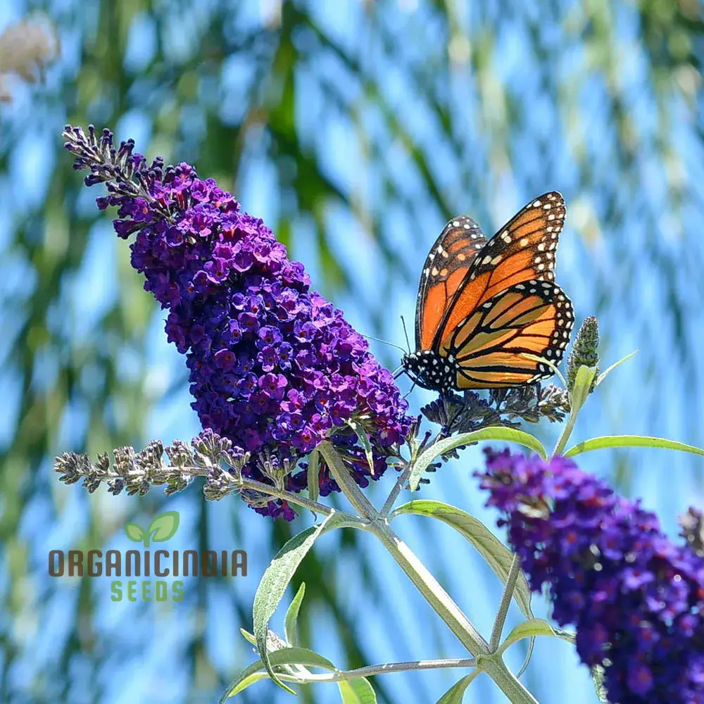 Buddleia Black Knight Butterfly Bush Flower Seeds for Planting