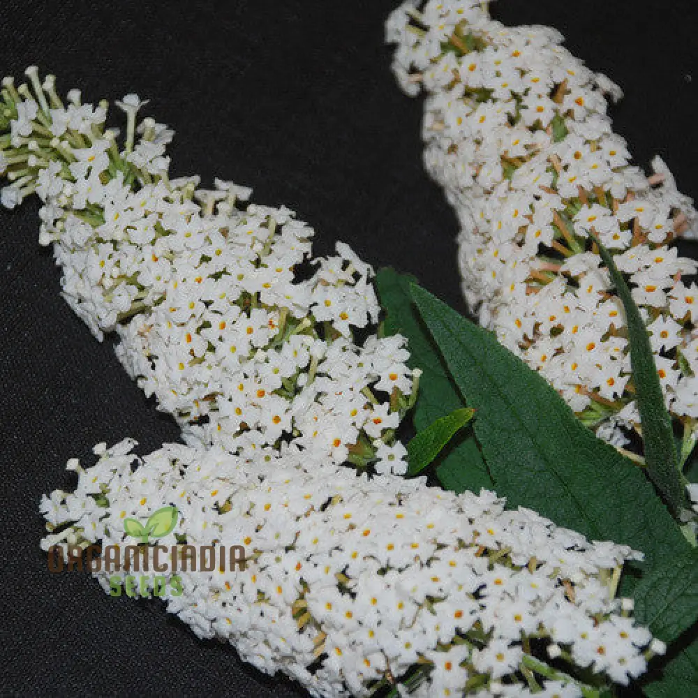 Buddleja Davidii Alba Seeds For Planting, Pure White Butterfly Bush for Stunning Garden Displays