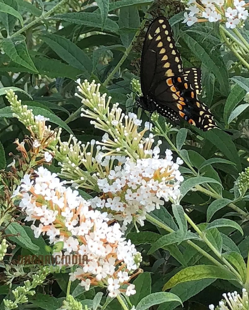 Buddleja Davidii Alba Seeds For Planting, Pure White Butterfly Bush for Stunning Garden Displays - Image 3
