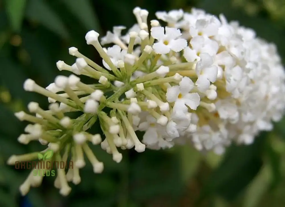 Buddleja Davidii Alba Seeds For Planting, Pure White Butterfly Bush for Stunning Garden Displays - Image 4