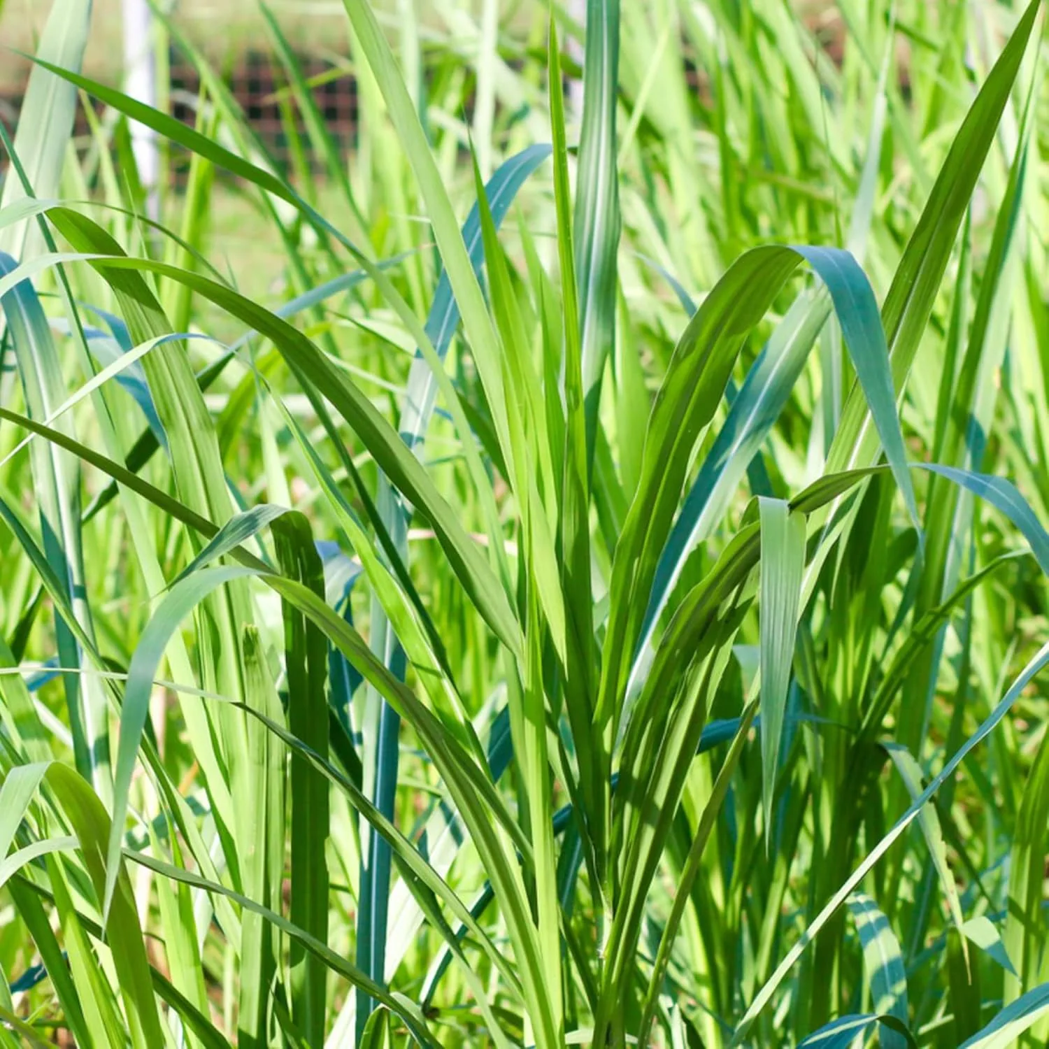 Buffalo Grass Seeds Bouteloua Dactyloides, Warm Season Perennial, Low-Growing Dense Turf, Drought Tolerant, Low Maintenance