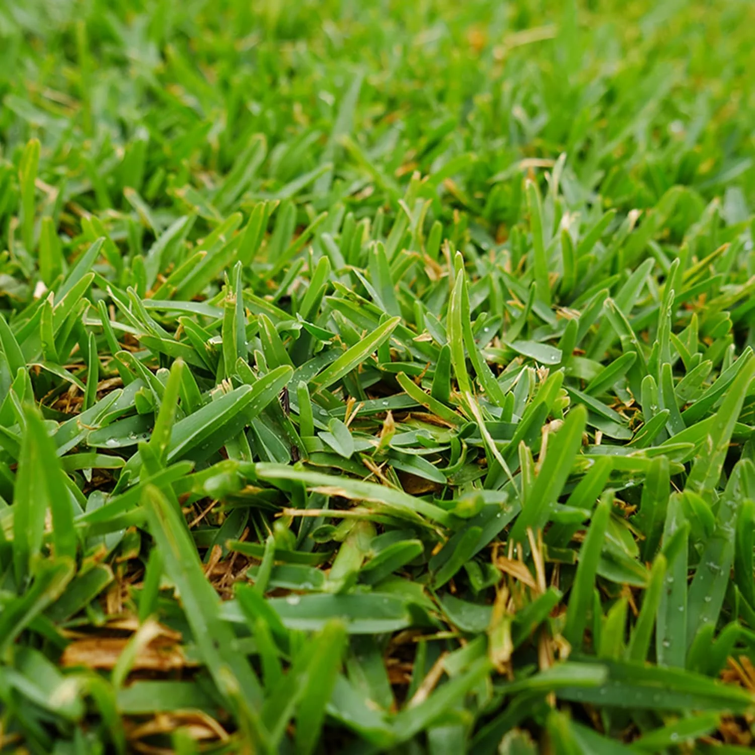Buffalo Grass Seeds Bouteloua Dactyloides, Warm Season Perennial, Low-Growing Dense Turf, Drought Tolerant, Low Maintenance - Image 3