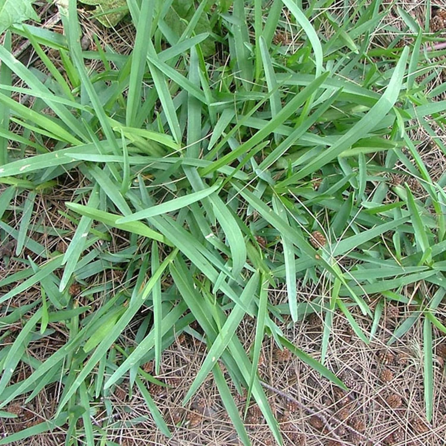 Buffalo Grass Seeds Bouteloua Dactyloides, Warm Season Perennial, Low-Growing Dense Turf, Drought Tolerant, Low Maintenance - Image 4