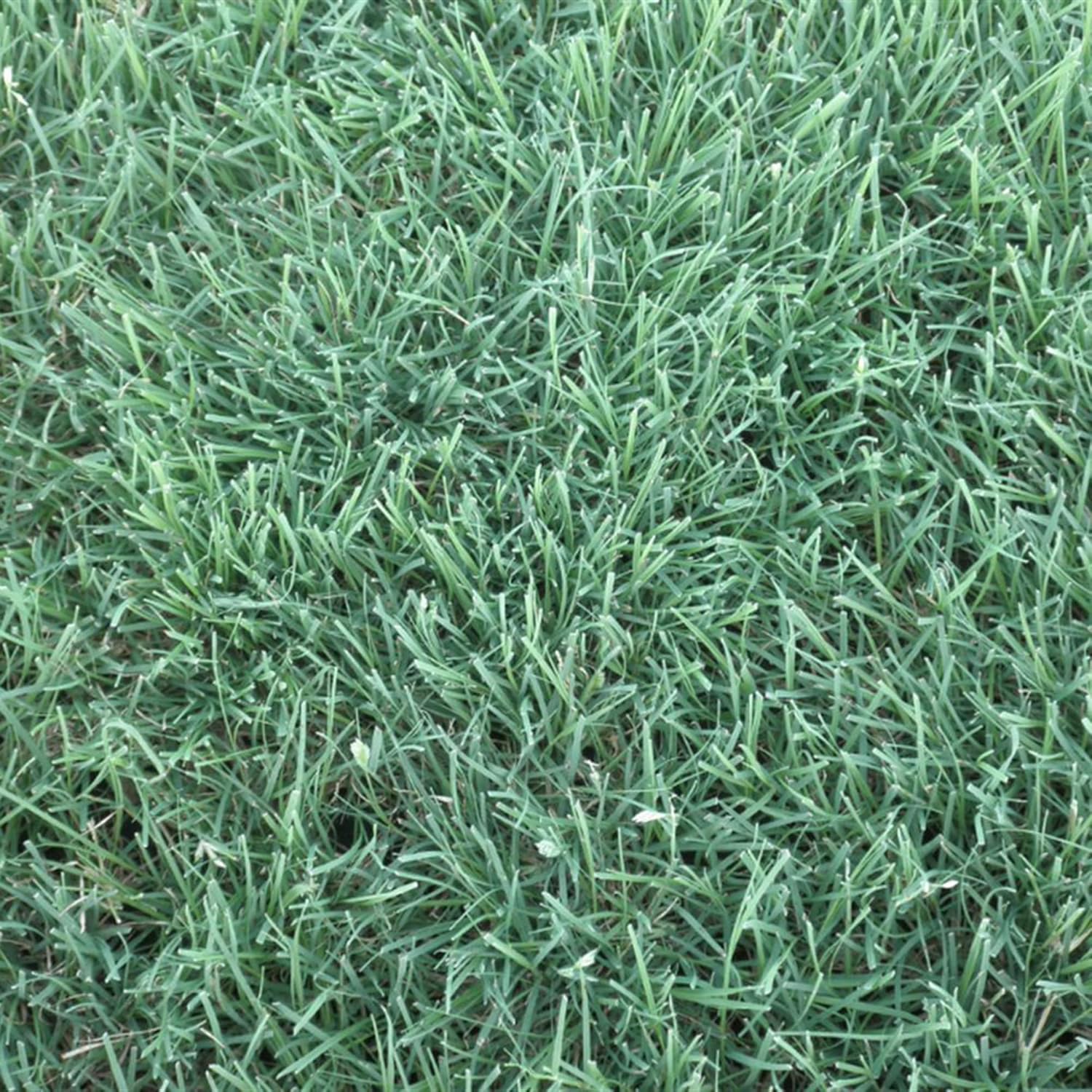 Buffalo Grass Seeds Bouteloua Dactyloides, Warm Season Perennial, Low-Growing Dense Turf, Drought Tolerant, Low Maintenance - Image 5
