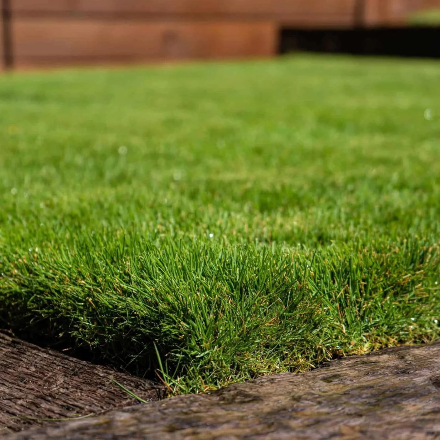 Buffalo Grass Seeds Bouteloua Dactyloides, Warm Season Perennial, Low-Growing Dense Turf, Drought Tolerant, Low Maintenance - Image 6