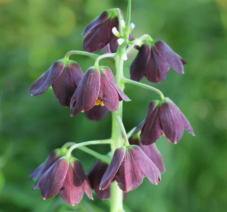 Bulb Fritillaria persica, Plum Bells One of most gorgeous looking flower - Image 3