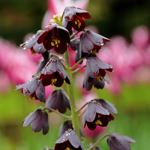 Bulb Fritillaria persica, Plum Bells One of most gorgeous looking flower - Image 4