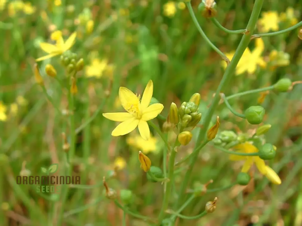 Bulbine Semibarbata Seeds – Rare Australian Succulent for Garden Planting