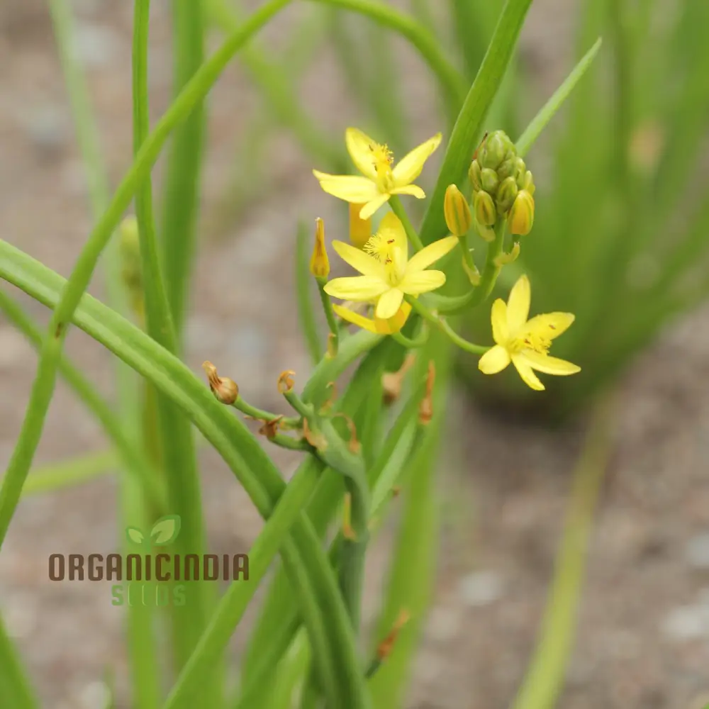 Bulbine Semibarbata Seeds – Rare Australian Succulent for Garden Planting - Image 3
