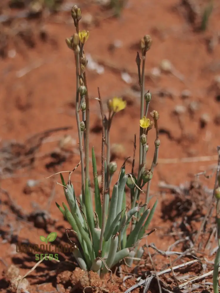 Bulbine Semibarbata Seeds – Rare Australian Succulent for Garden Planting - Image 4