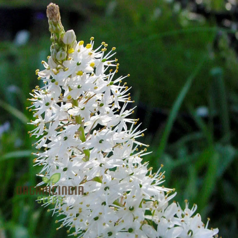 Bulbinella Cauda-Felis Seeds For Planting, Rare South African Succulent Seeds for Garden Enthusiasts