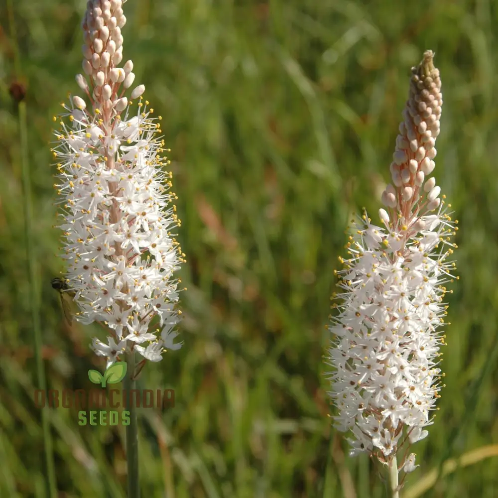 Bulbinella Cauda-Felis Seeds For Planting, Rare South African Succulent Seeds for Garden Enthusiasts - Image 2