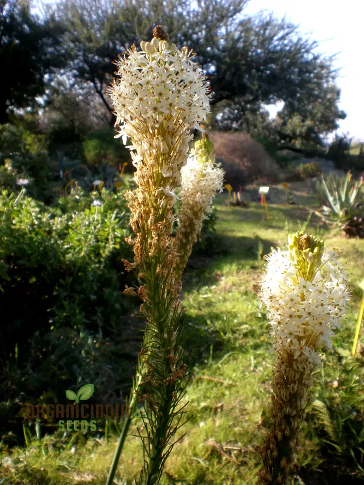 Bulbinella Cauda-Felis Seeds For Planting, Rare South African Succulent Seeds for Garden Enthusiasts - Image 3