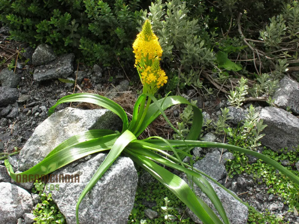 Bulbinella Gibbsii Seeds for Gardening Enthusiasts - Exotic South African Perennial Flower Seeds - Image 2