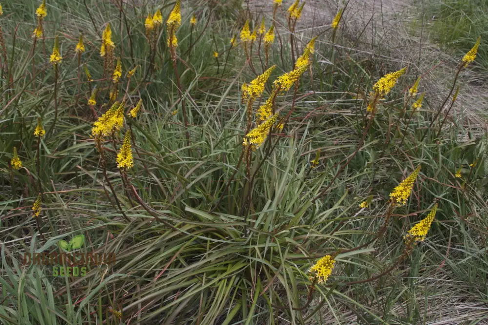 Bulbinella Gibbsii Seeds for Gardening Enthusiasts - Exotic South African Perennial Flower Seeds - Image 3