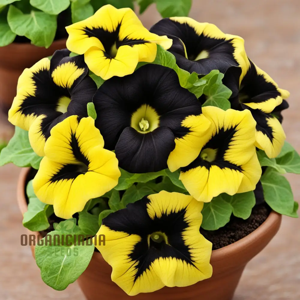Black Yellow Double Petunia Flower Seeds - Dramatic Duo Blooms for Bold Garden Statements - Image 3