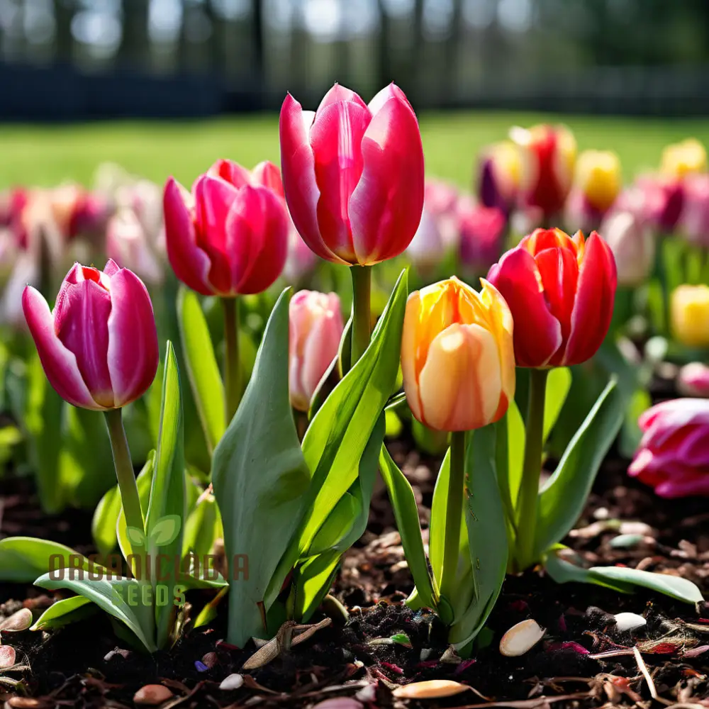 Mixed Tulip Flower Seeds – Premium Seeds for Planting and Vibrant Spring Blooms