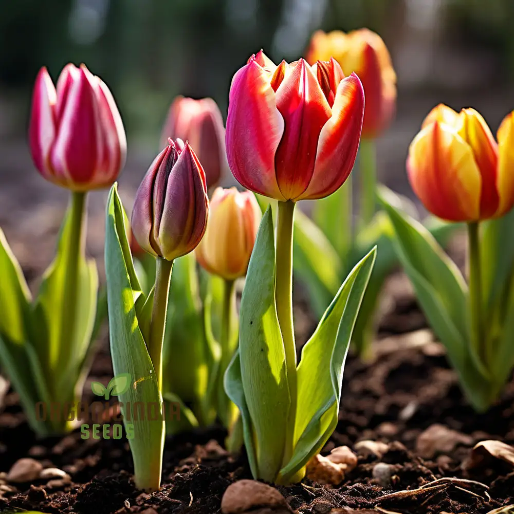 Mixed Tulip Flower Seeds – Premium Seeds for Planting and Vibrant Spring Blooms - Image 3