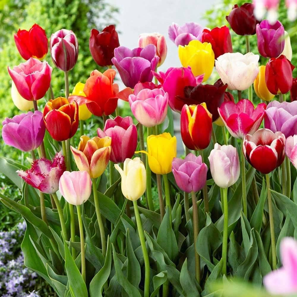 Mixed Tulip Flower Seeds – Premium Seeds for Planting and Vibrant Spring Blooms - Image 5