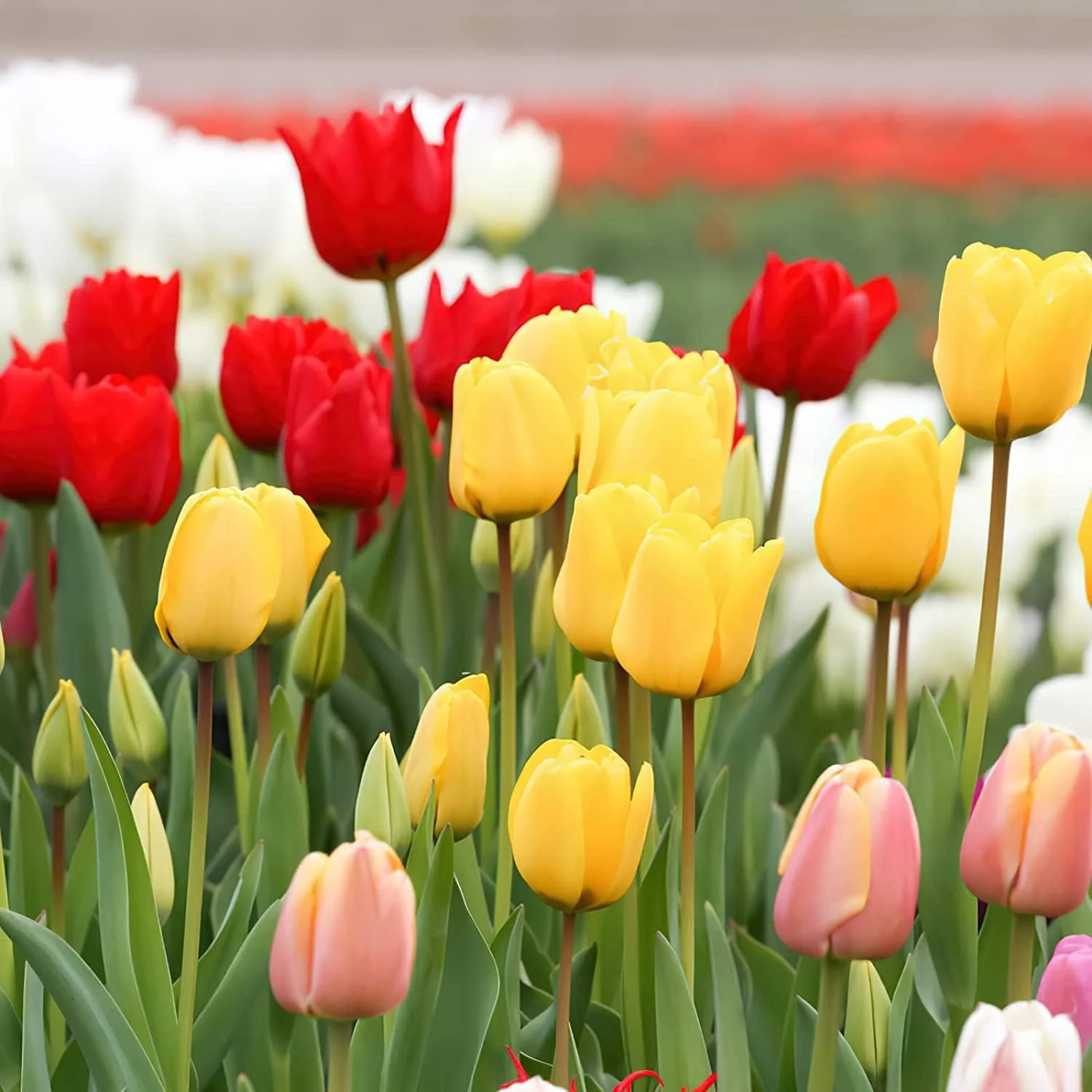 Mixed Tulip Flower Seeds – Premium Seeds for Planting and Vibrant Spring Blooms - Image 6