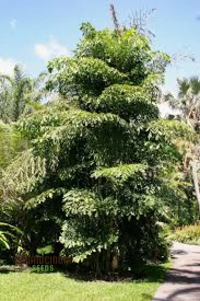 Bulk 10pcs Fishtail Palm Tree Seeds, Premium 10pcs Fishtail Palm Seeds, High-Quality 10pcs Fishtail Palm Tree Seeds Generic