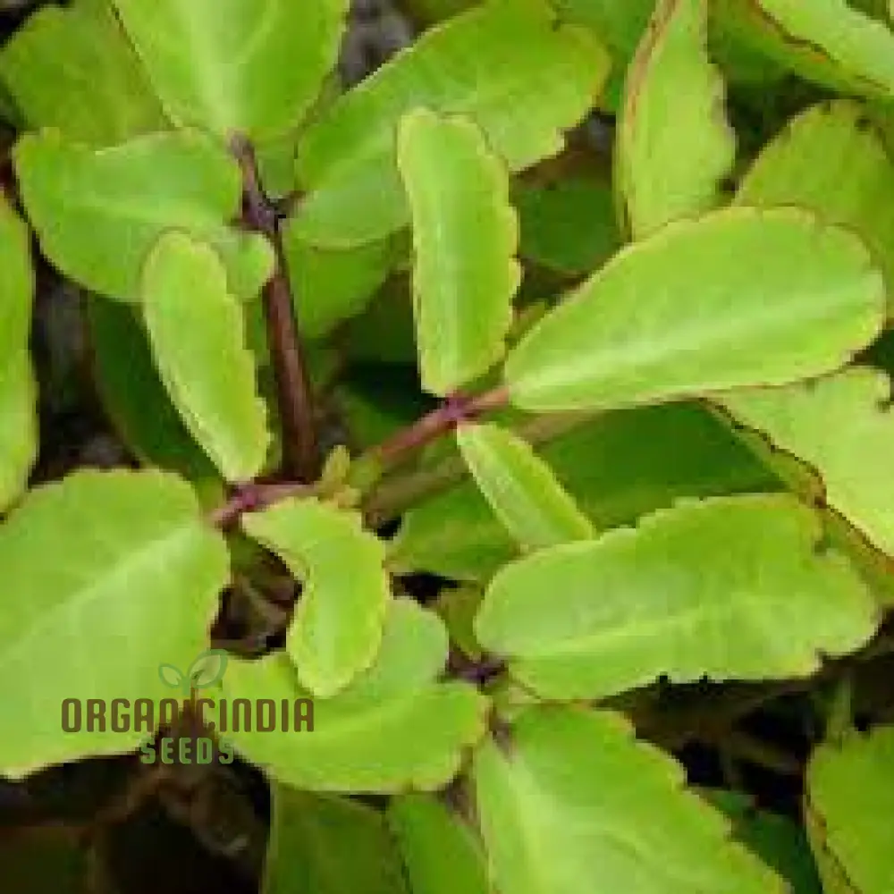 Bulk 70pcs Bryophyllum Pinnatum Plant Seeds, Premium 70pcs Bryophyllum Pinnatum Seeds, High-Quality 70pcs Bryophyllum Pinnatum Plant Seeds Generic, Non-GMO 70pcs Bryophyllum Pinnatum Seeds