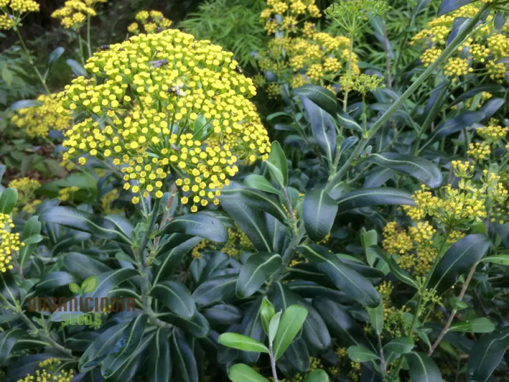 Bupleurum Fruticosum Seeds For Planting - Ideal for Gardeners and Botanical Enthusiasts - Hardy Perennial Flower Seeds - Image 2