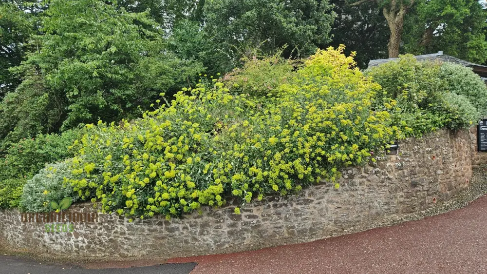 Bupleurum Fruticosum Seeds For Planting - Ideal for Gardeners and Botanical Enthusiasts - Hardy Perennial Flower Seeds - Image 3