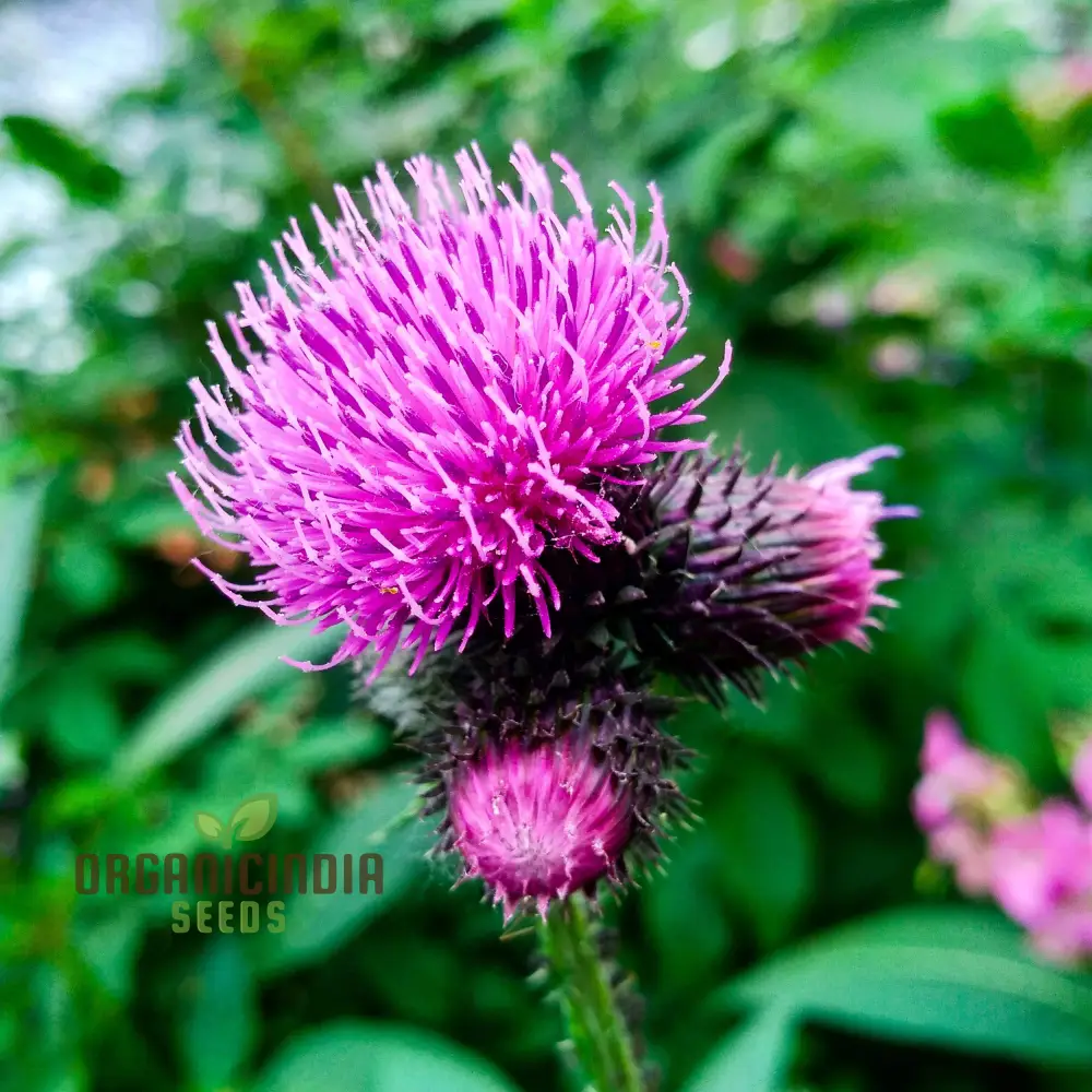 Burdock Seeds – Long-Rooted Arctium Lappa Variety for Home Gardening