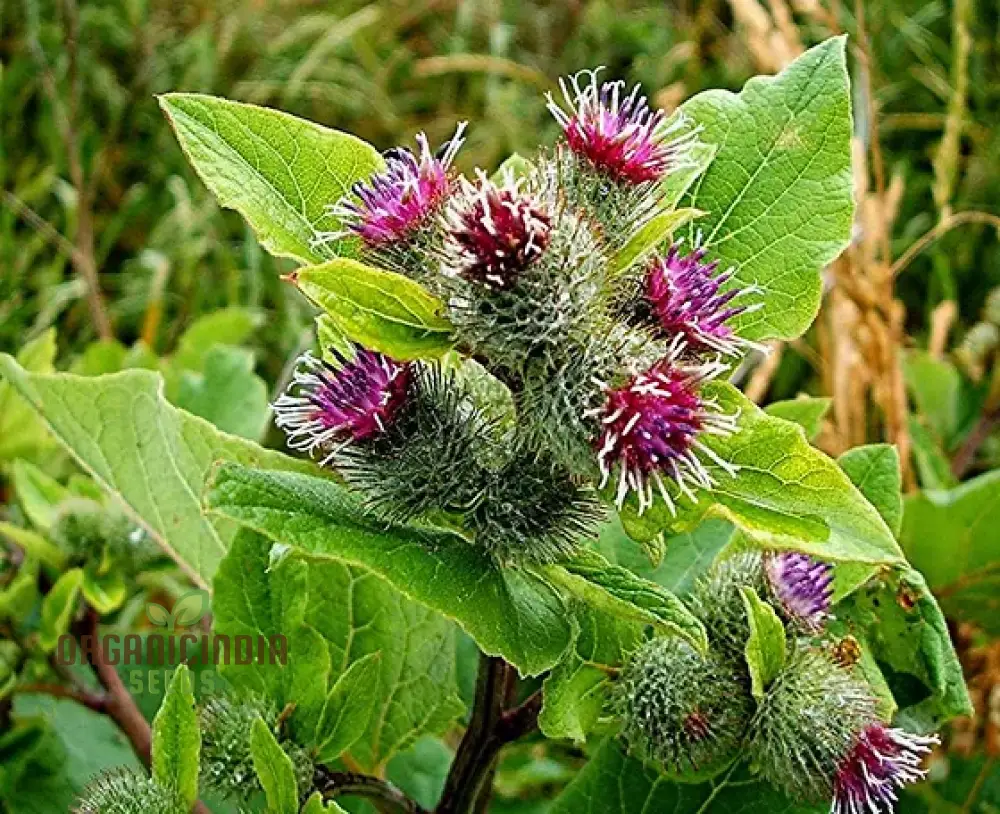 Burdock Seeds – Long-Rooted Arctium Lappa Variety for Home Gardening - Image 3