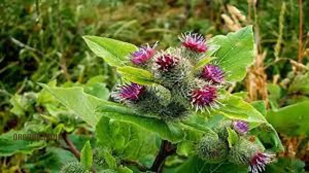 Burdock Seeds – Long-Rooted Arctium Lappa Variety for Home Gardening - Image 4